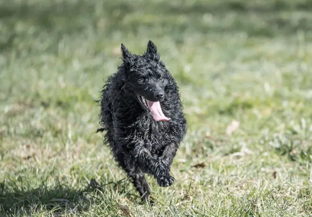 Croatian Sheepdog