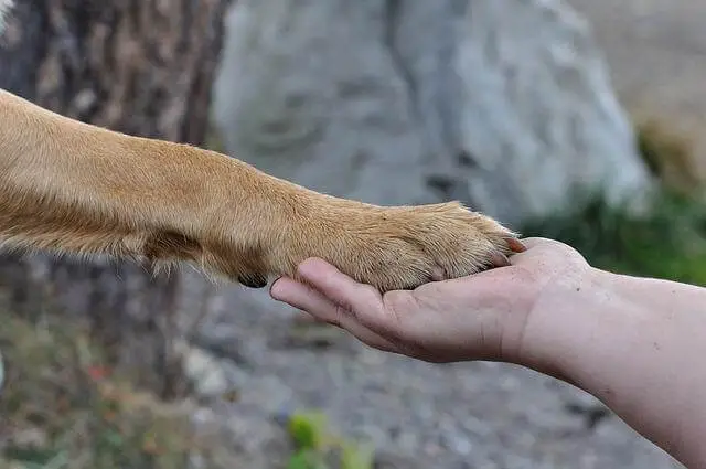 human hand and dog paw