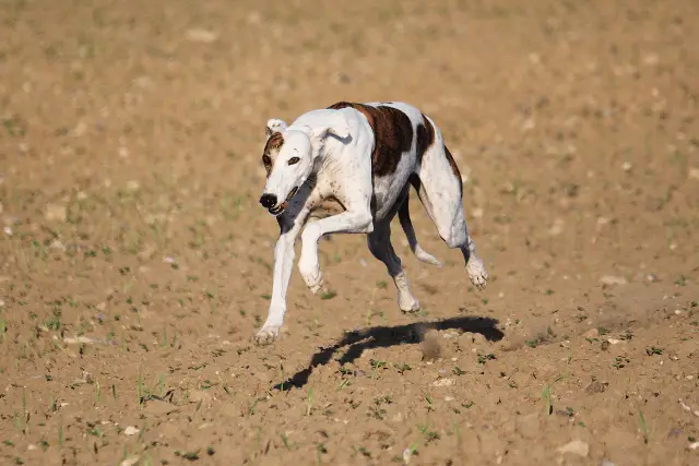 Hungarian Greyhound