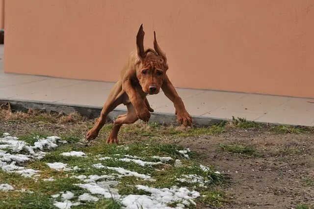 hungarian-vizsla with ataxia