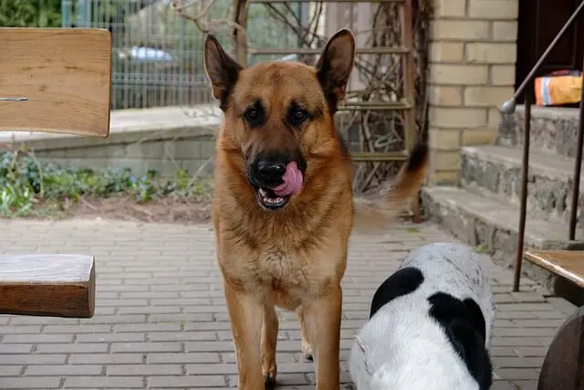 hungry german shepherd