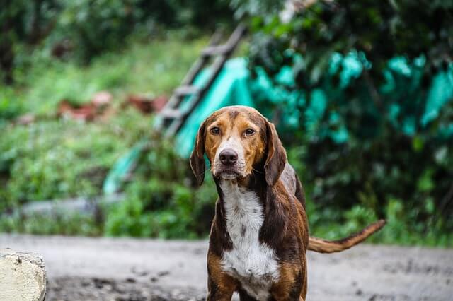 hunting dog