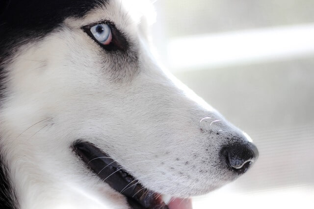 husky blue eyes