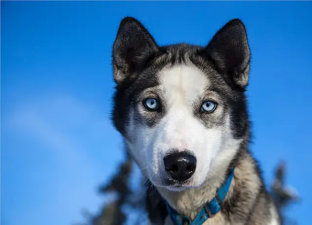 husky blue eyes