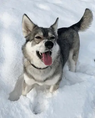 husky corgi mix