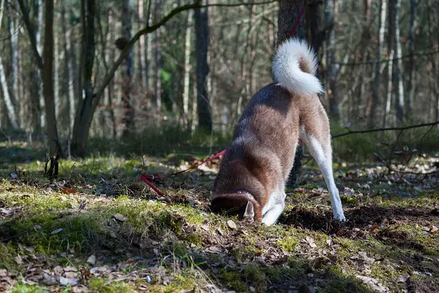 husky cavando