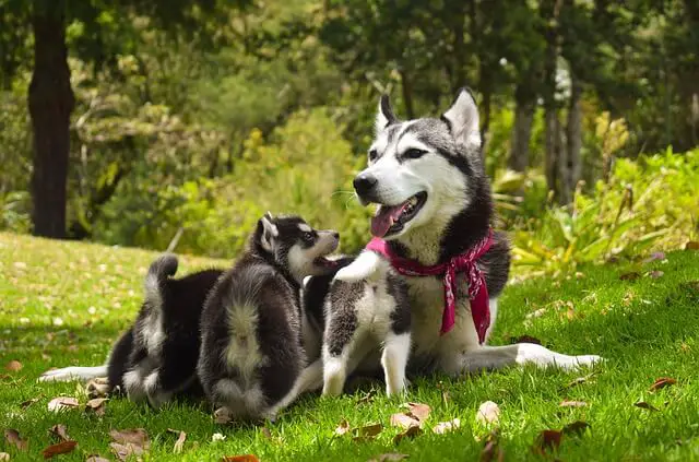 husky family