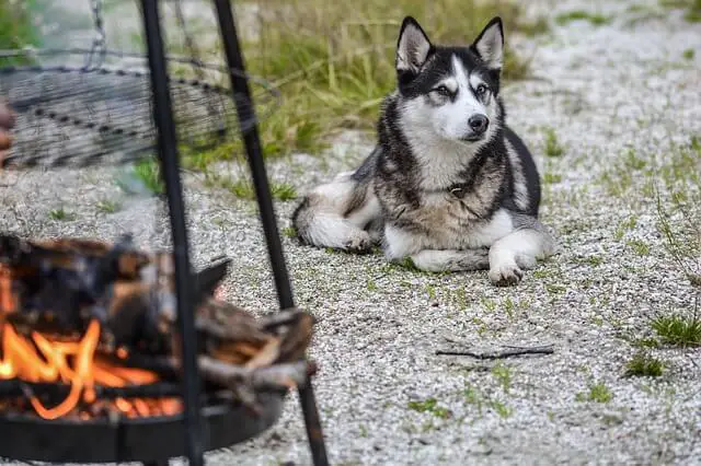 husky in camp