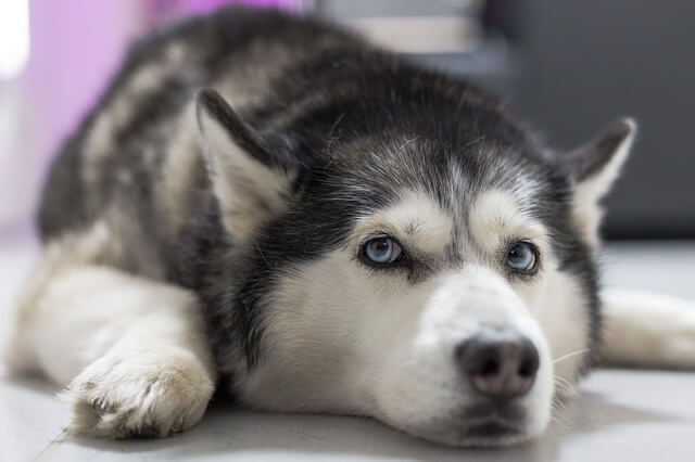 husky laying