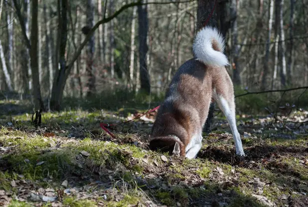 husky nose in the ground