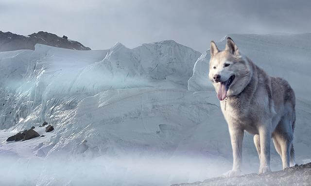 husky on snow