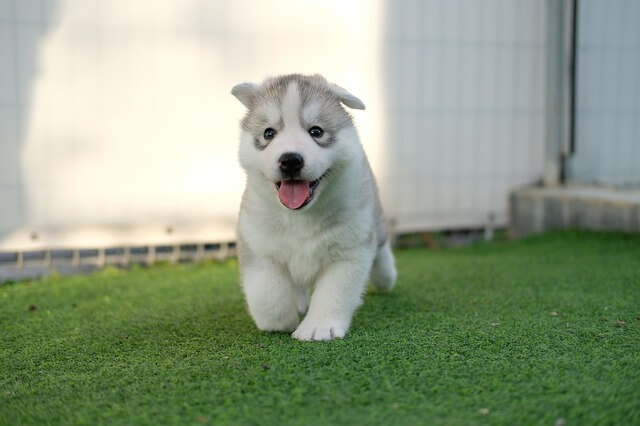 husky puppy