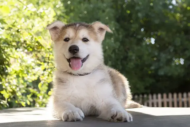 husky puppy