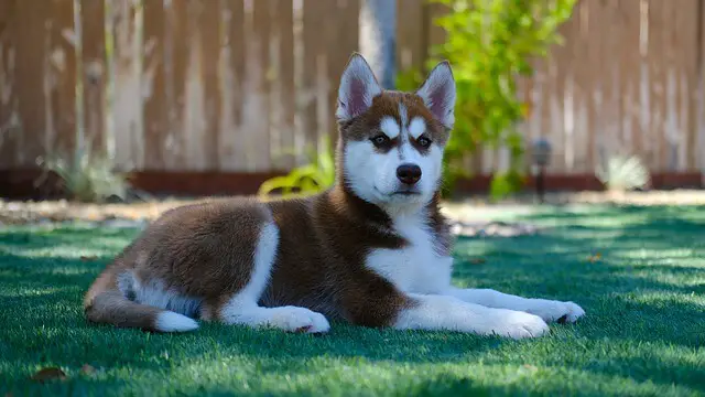 husky puppy