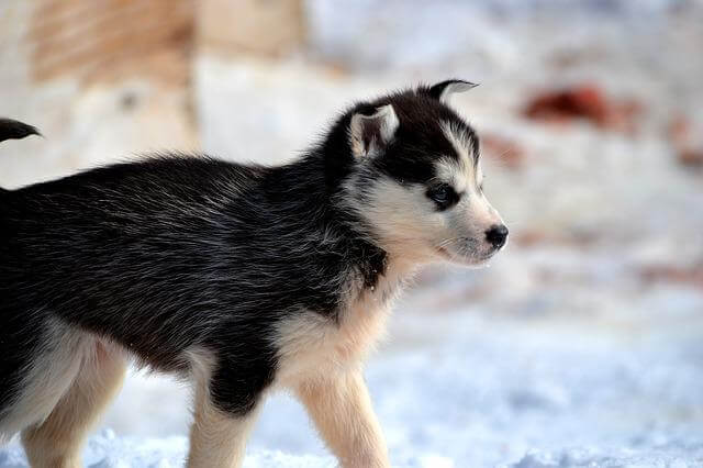 husky puppy