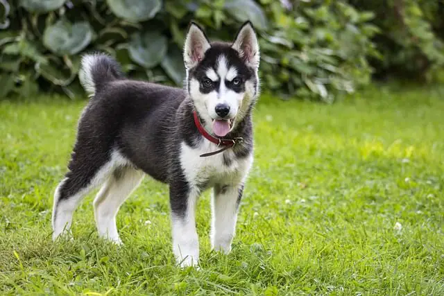 husky puppy