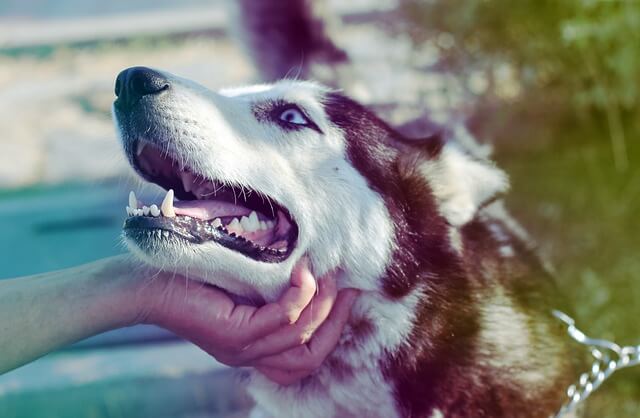 husky scratches