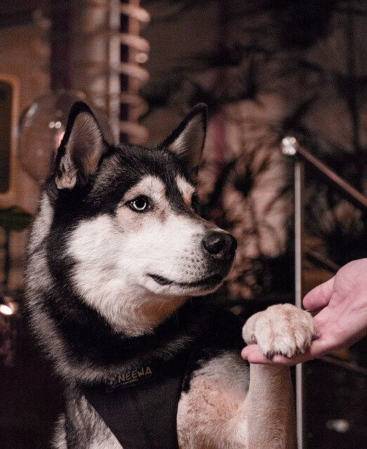 husky shake hands