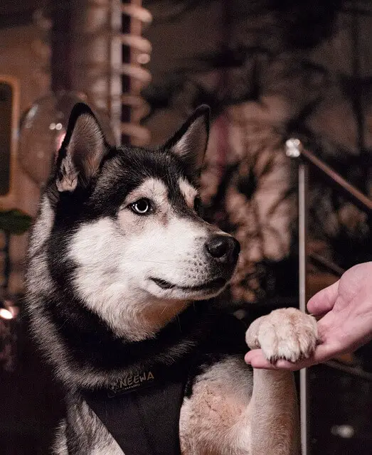 husky si stringono la mano