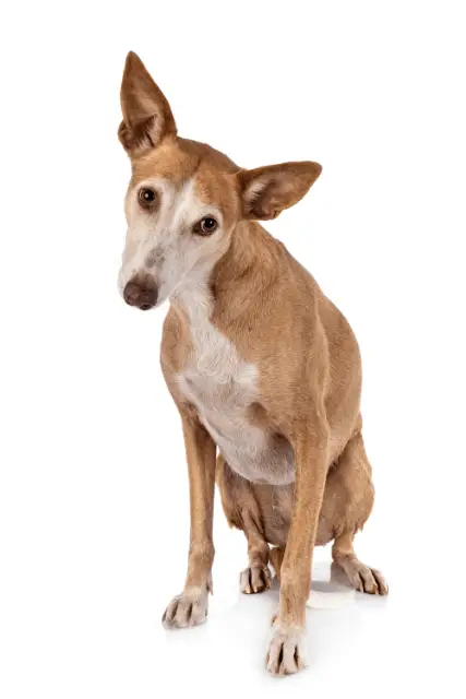 Ibizan Hound