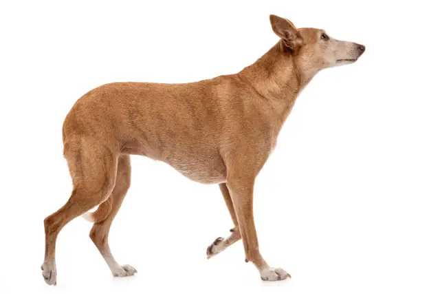 Ibizan Hound