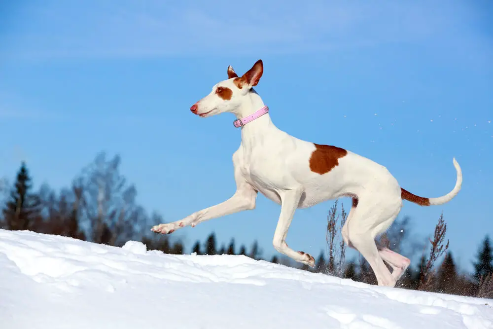 Ibizan Hound