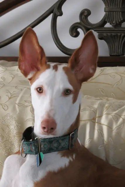 Ibizan Hound