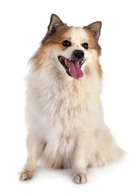 Icelandic Sheepdog