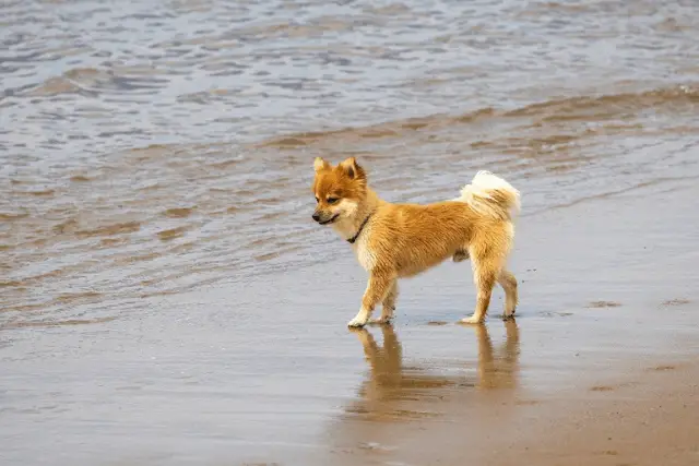 Icelandic Sheepdog