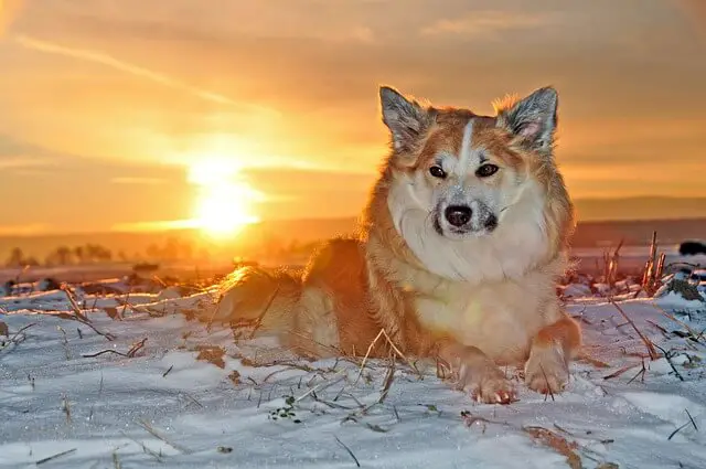 icelandic sheepdog sunset