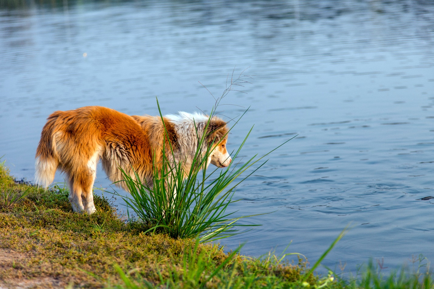 cane sul lago