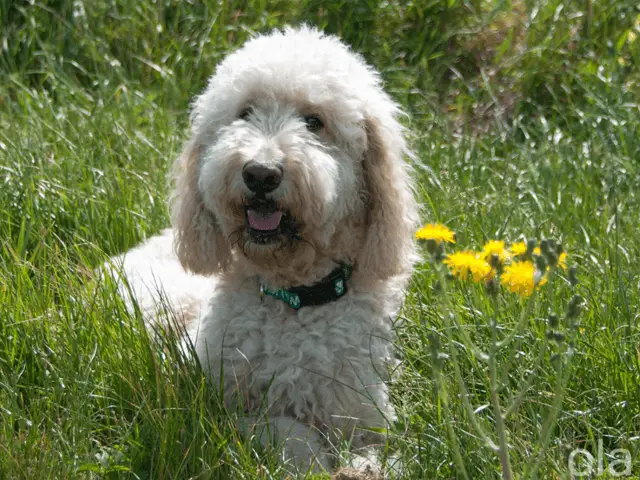 irish doodle in nature