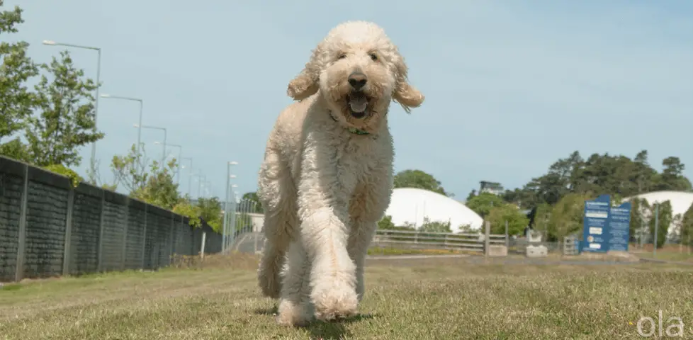 irish doodle running