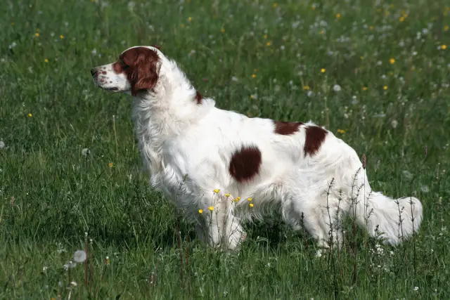 Irish Red and White Setter