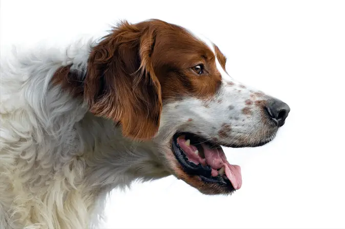 Irish Red and White Setter