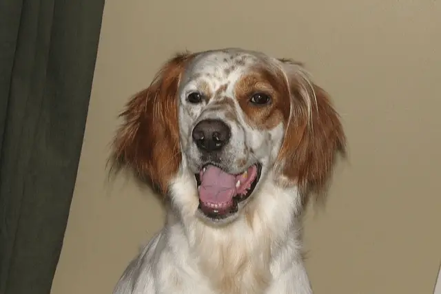 Irish Red and White Setter