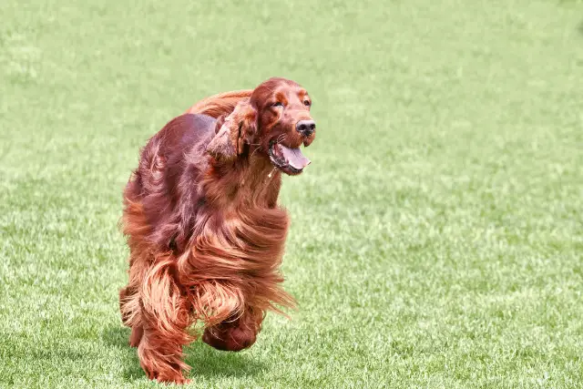 Irish Setter