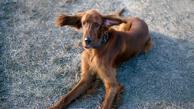 irish setter