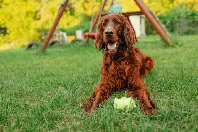 Irish Setter