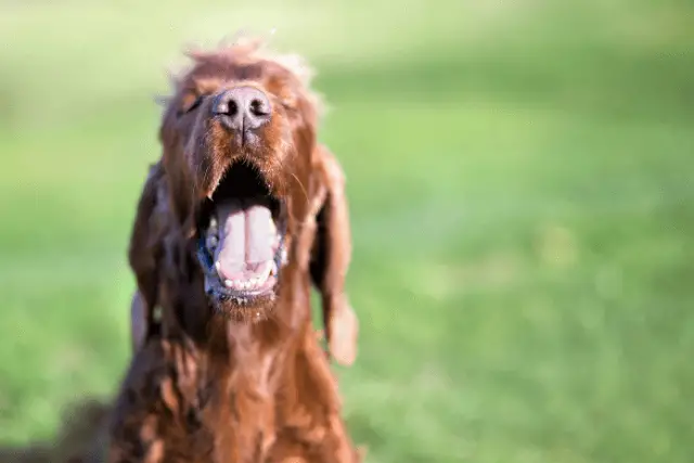 Irish Setter