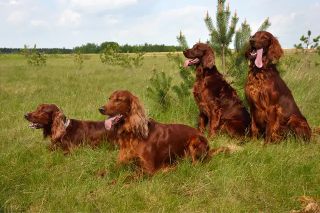 Irish Setter dogs