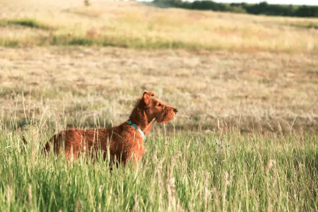 Irish Terrier