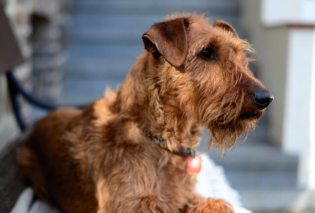 irish terrier