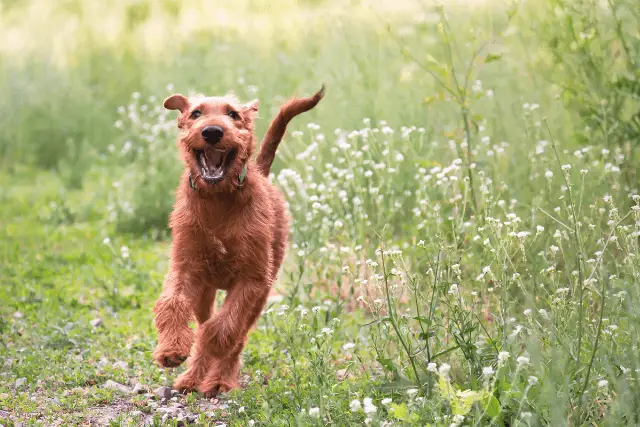 Irish Terrier