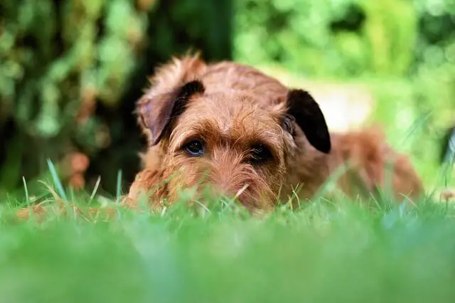 irish terrier on grass
