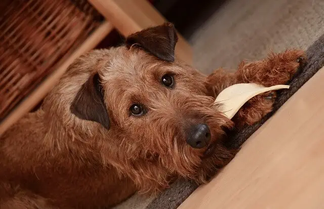 irish terrier