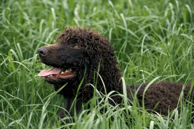 Irish Water Spaniel