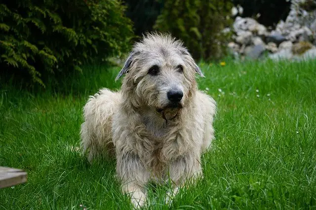 irish wolfhound