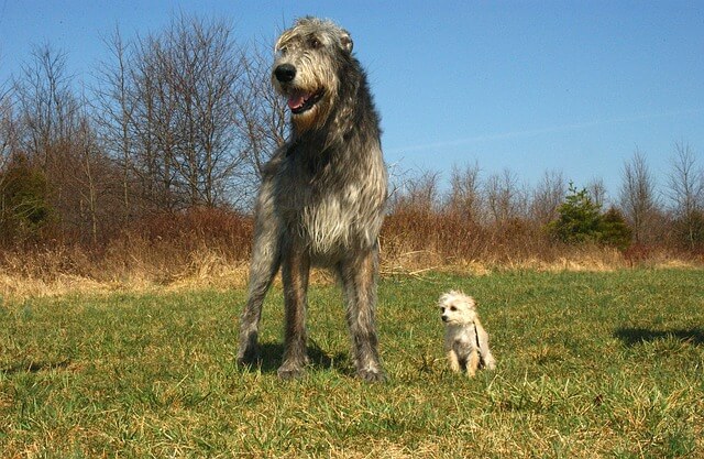 irish wolfhound and tiny dog