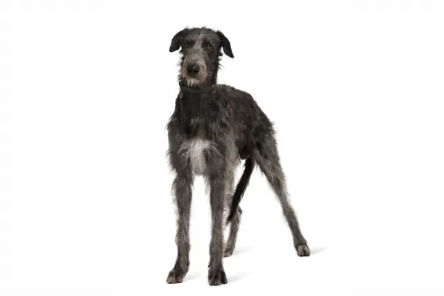 Irish Wolfhound